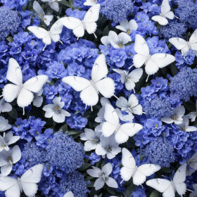 Schmetterlingsmeer (1)