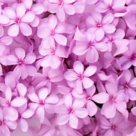 Whispering Lilacs (1)