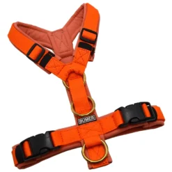 BUMER Hundegeschirr, gepolstert ohne geteilten Bruststeg, Größe XS, Gurtband PREMIUM X Safranglut, Softshell Ziegelrot, Ringe goldfarbig, Zusatzring, schmale Polsterung